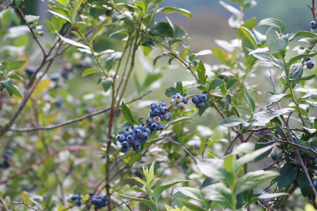 blueberry bush, picking blueberries