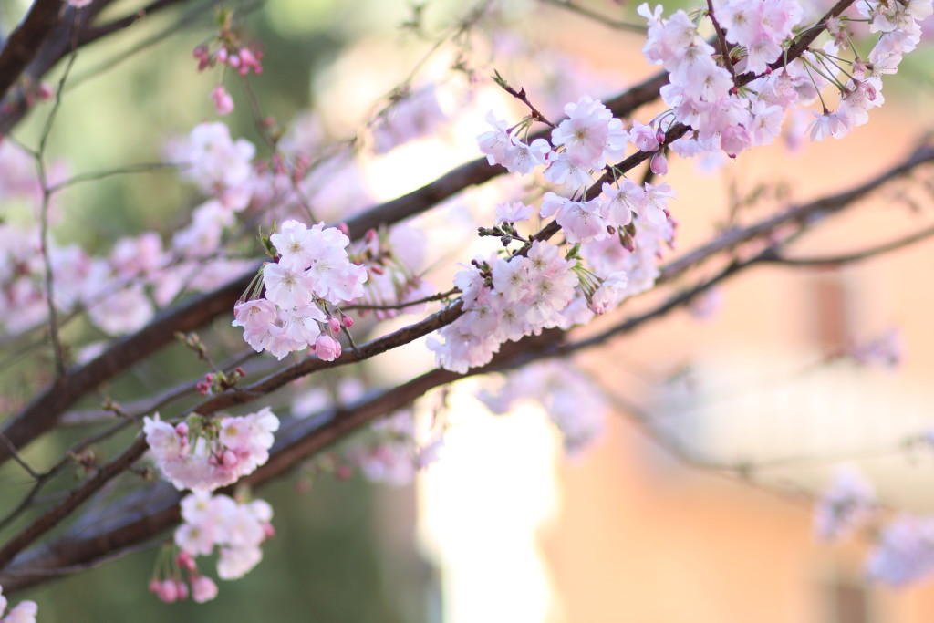 cherry blossoms, photography, Rome, Italy, Italia