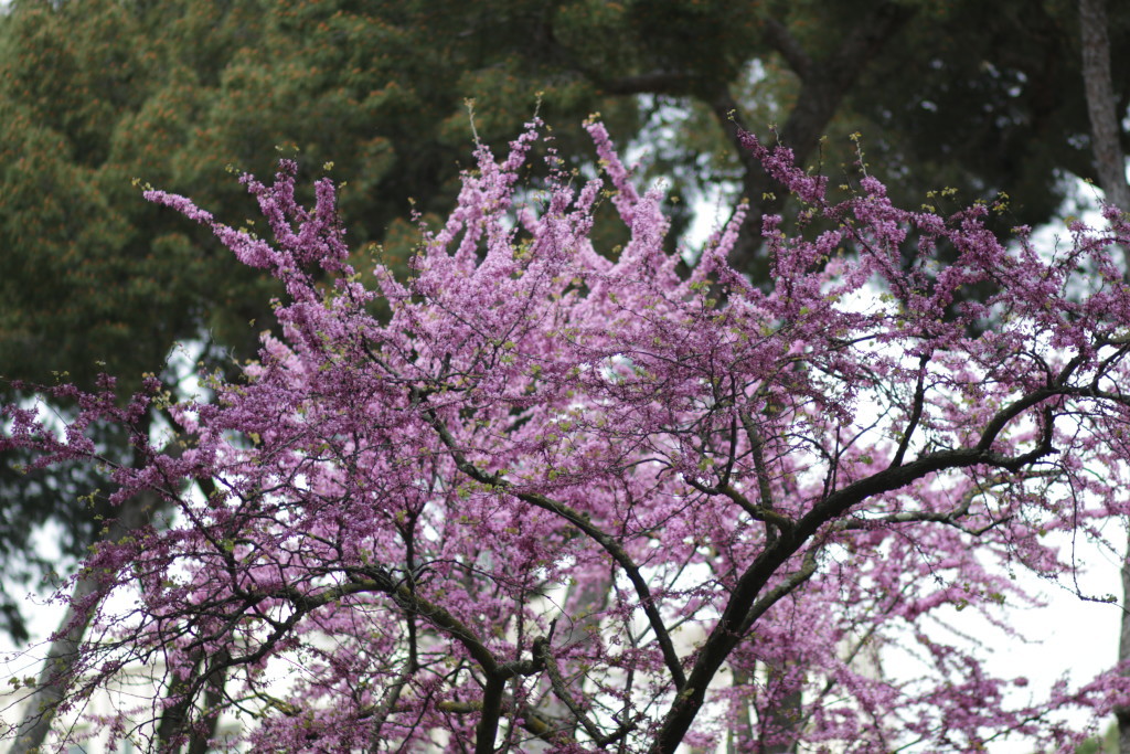 purple flowering tree Villa Borghese Rome Italy, nature photography