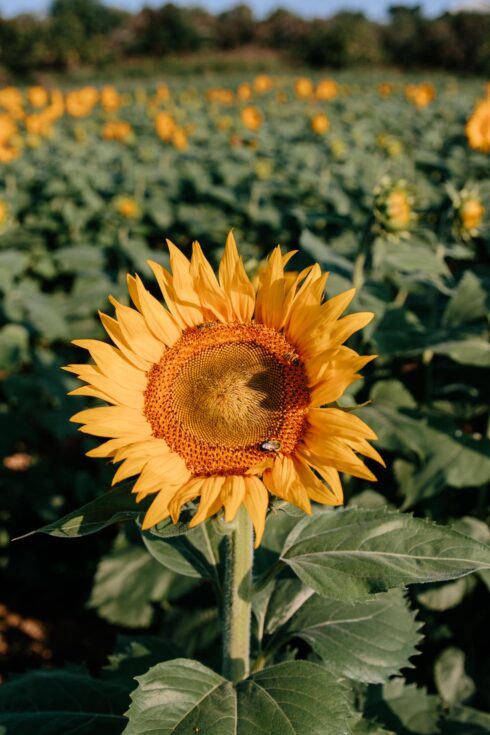 Mommy and Me Style Among the Sunflowers - Meagan's Moda